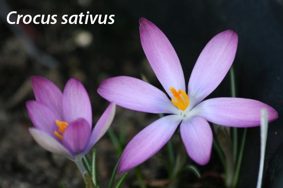 Crocus sativus - Κρόκος ο ήρεμος ή ζαφορά ή σαφράνΕίναι ένα από τα σπάνια φαρμακευτικά, αρτυματικά και με μεγάλη χρωστική ικανότητα φυτά που απαντάται από πολύ παλιά στην Ελλάδα, όπως προκύπτει από κείμενα του Ομήρου. Πλέον καλλιεργείται σε διάφορες περιοχές του κόσμου, με προεξέχουσα την καλλιέργεια στο νομό Κοζάνης και ιδιαίτερα στο χωριό Κρόκος. Χρησιμοποιείται στην πρακτική ιατρική, στη βαφική αλλά κυρίως διορθώνει το χρωματισμό, την οσμή και την γεύση των φαγητών.